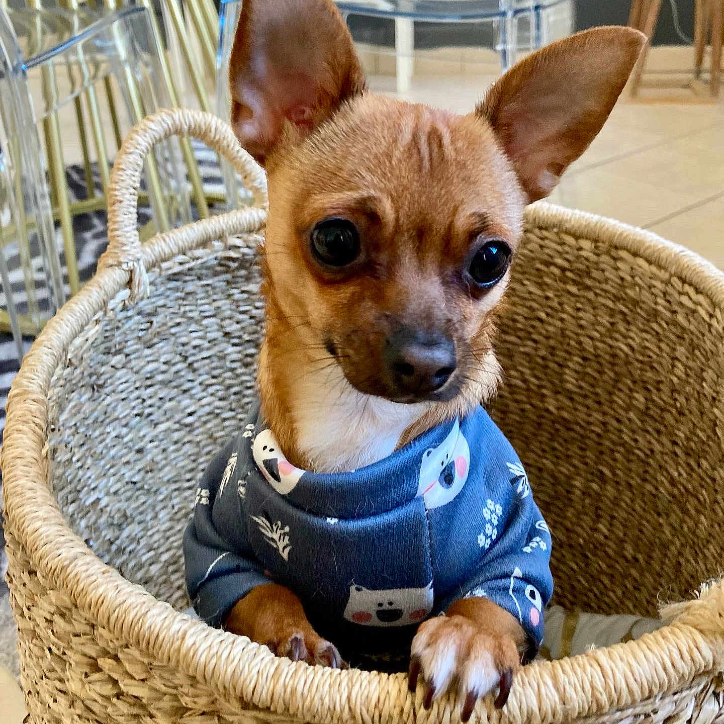 Suki a rejoint le concours — aidez-le/la à gagner de superbes lots ! dog, small_dog, chihuahua, basket, blue_sweater, indoor, curious, wide_eyes, pet, animal, woven_basket, floor_tiles, plastic_chair, modern_interior, cute, cozy, portrait, paws, ears, fur