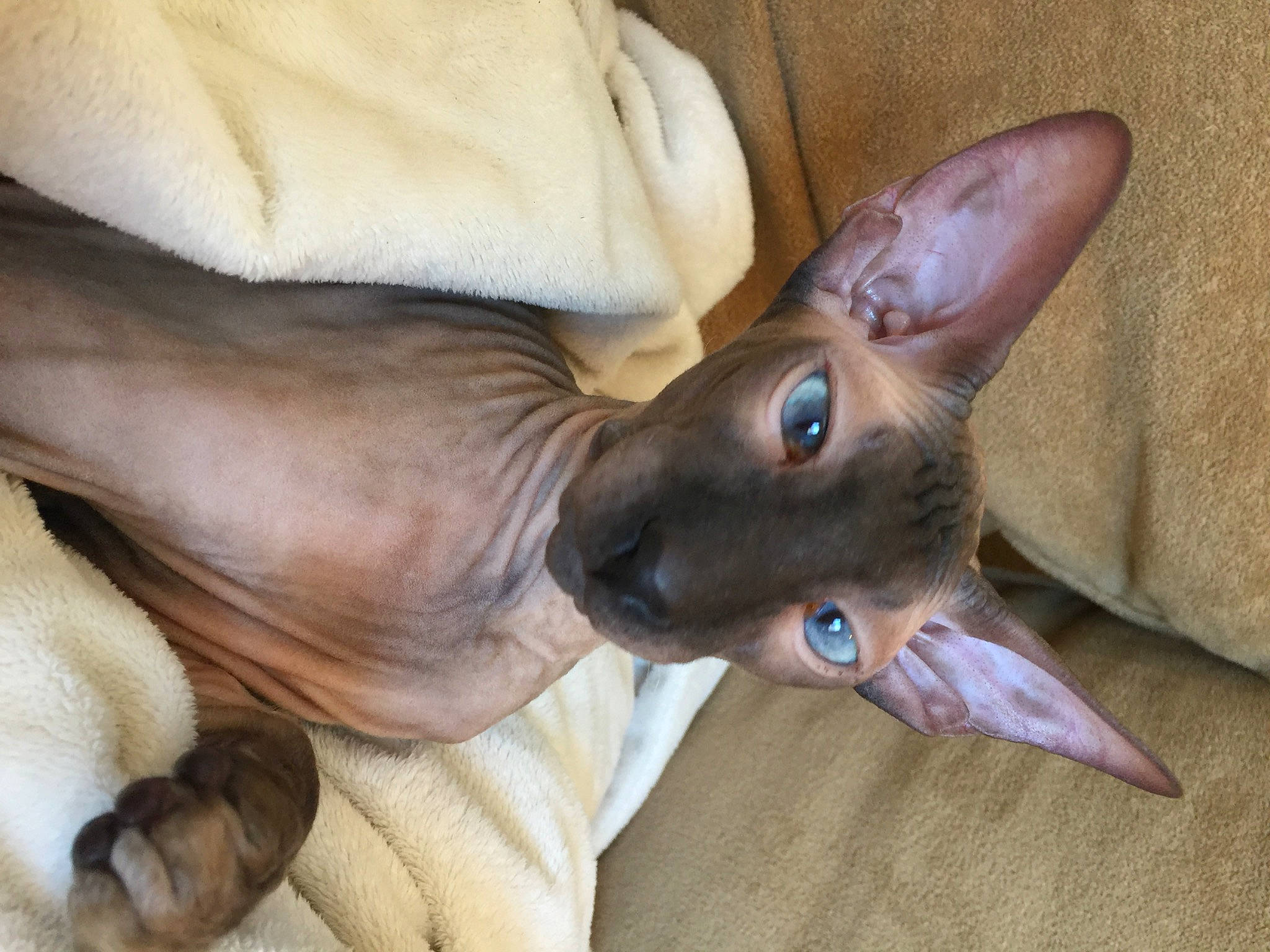 Sully joined the competition — help win amazing prizes! canidae, carnivore, collar, companion_dog, dog, dog_breed, ear, fawn, felidae, gesture, mammal, small_to_medium_sized_cats, snout, sphynx, sporting_group, tail, terrestrial_animal, vertebrate, whiskers, working_animal