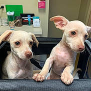 Millie And Mollie joined the competition — help win amazing prizes! puppy, dog, pet, animal, canine, carrier, mesh, indoor, curious, cute, small_dog, light_fur, ears, face, nose, paw, table, medical_supplies, container, background