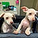 Millie And Mollie