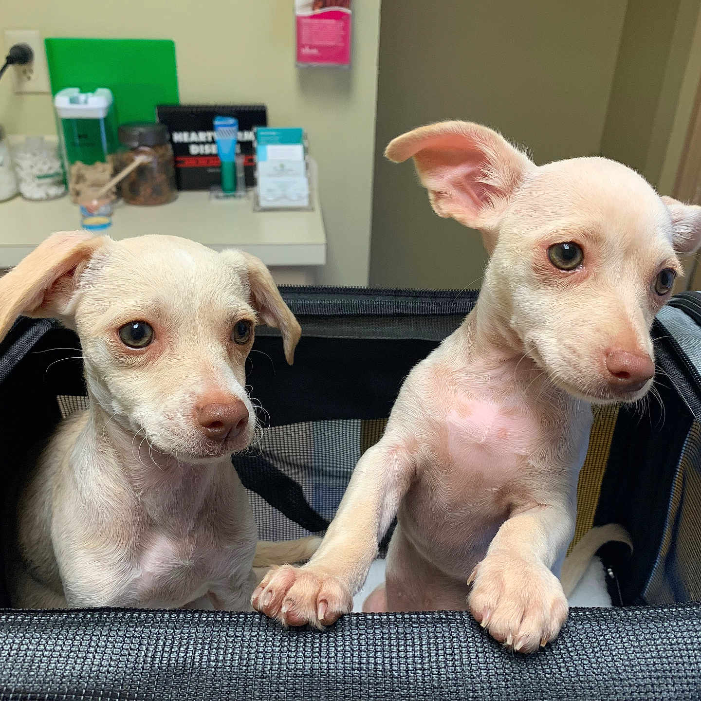 Millie And Mollie joined the competition — help win amazing prizes! animal, background, canine, carrier, container, curious, cute, dog, ears, face, indoor, light_fur, medical_supplies, mesh, nose, paw, pet, puppy, small_dog, table