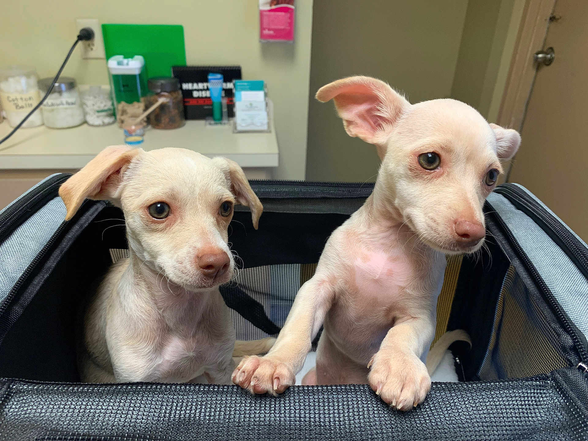 Millie And Mollie joined the competition — help win amazing prizes! puppy, dog, pet, animal, canine, carrier, mesh, indoor, curious, cute, small_dog, light_fur, ears, face, nose, paw, table, medical_supplies, container, background