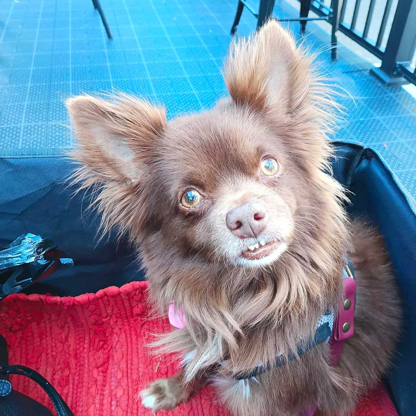 Snickers is registered to the contest to win money with this photo: dog, brown_fur, big_ears, pet, animal, leash, harness, blanket, carrier, indoor, floor, chair, metal, looking_up, cute, fluffy, portrait, friendly, small_dog, expression