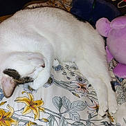 Gizmo Migúel Sanchez joined the competition — help win amazing prizes! cat, sleeping, white_fur, black_markings, bedspread, floral_pattern, plush_toy, purple, cozy, indoor, pet, resting, animal, cute, domestic_cat, soft, feline, closeup, peaceful, relaxed