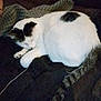 Gizmo Migúel Sanchez is registered to the contest to win money with this photo: cat, sleeping, white_cat, black_spots, tail, fur, blanket, indoor, cozy, resting, pet, animal, cute, domestic_cat, feline, relaxing, soft, warm, quiet, couch