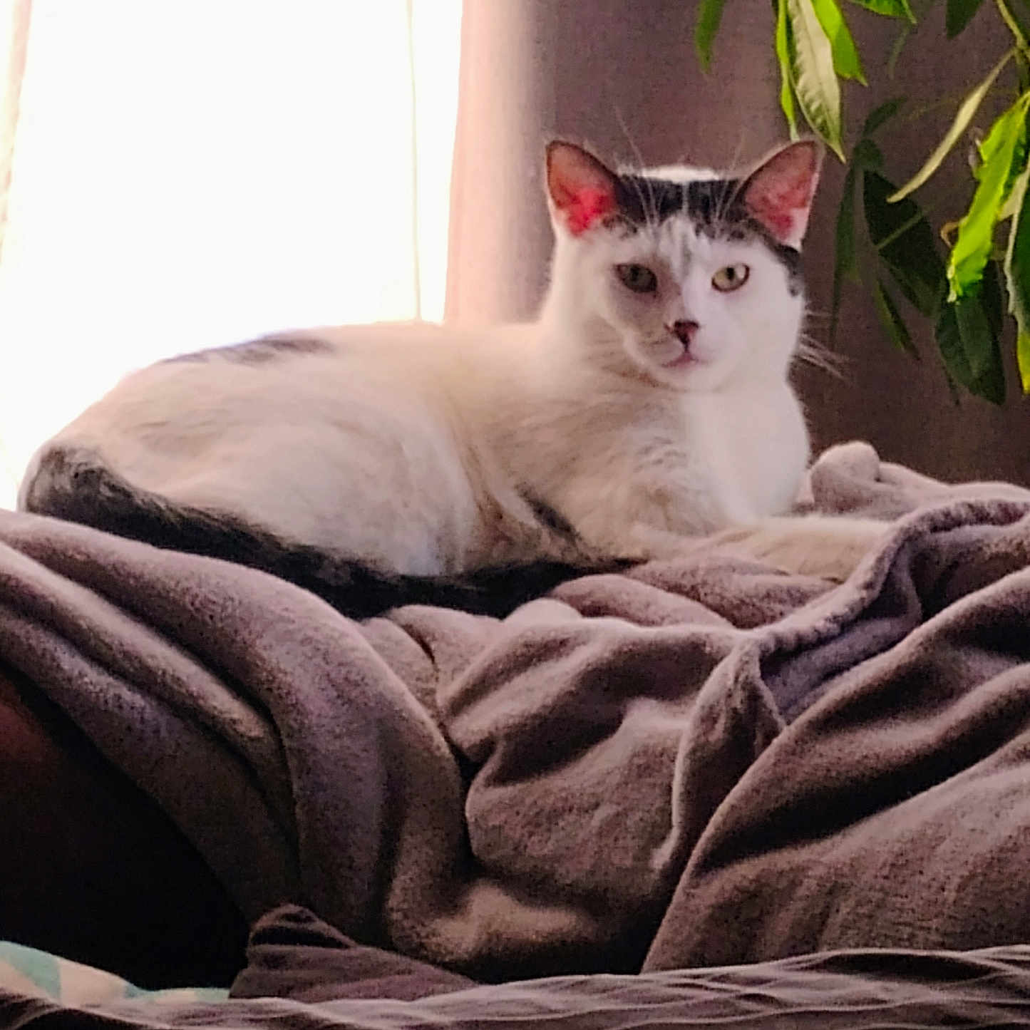 Gizmo Migúel Sanchez is registered to the contest to win money with this photo: animal, black_spots, blanket, cat, comfort, cozy, curtains, domestic_animal, fur, furniture, home, indoor, mammal, natural_light, pet, plant, relaxing, resting, white_cat, window