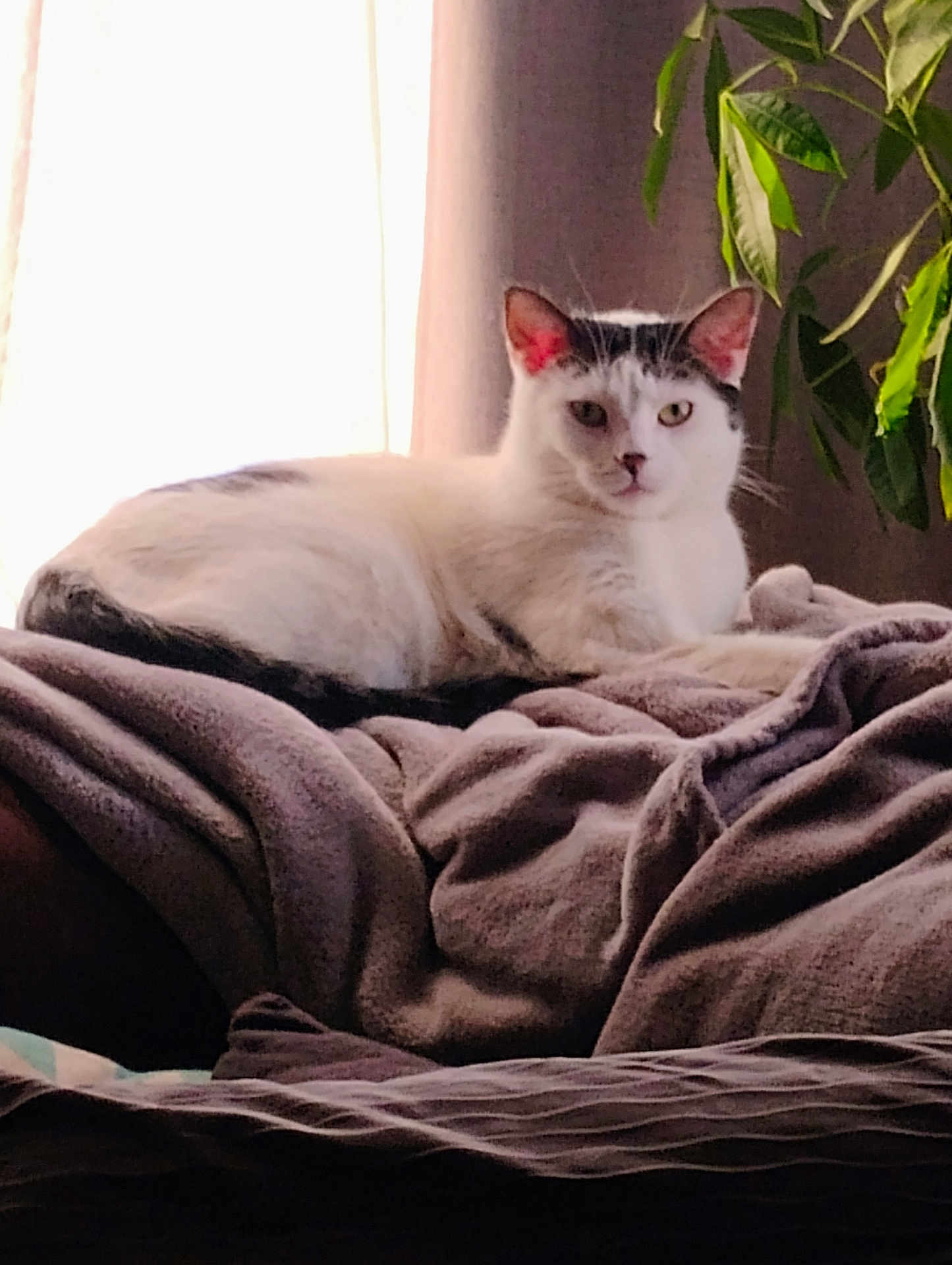 Gizmo Migúel Sanchez is registered to the contest to win money with this photo: cat, white_cat, black_spots, indoor, blanket, furniture, plant, window, natural_light, relaxing, cozy, fur, pet, resting, domestic_animal, curtains, home, comfort, animal, mammal