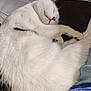 cat, sleeping, white_fur, curled_up, pet, cozy, indoor, resting, fur, whiskers, paw, relaxation, close_up, domestic_animal, couch, blanket, human_clothing, fabric, cord, home