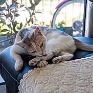 Mimi participe au concours pour gagner de l'argent avec cette photo : animal, bicycle_wheel, cat, cozy, cute, domestic, fur, green_eyes, grooming, home, indoor, leather_seat, mammal, paw, pet, plant, relaxing, resting, tongue, window