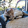 animal, bicycle_wheel, cat, cozy, cute, domestic, fur, green_eyes, grooming, home, indoor, leather_seat, mammal, paw, pet, plant, relaxing, resting, tongue, window