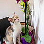 Mimi a rejoint le concours — aidez-le/la à gagner de superbes lots ! cat, chair, curious, decor, domestic, feline, flower, green_eyes, houseplant, indoor, leaf, orchid, pet, plant, pot, purple_pot, sitting, table, tablecloth, white_wall
