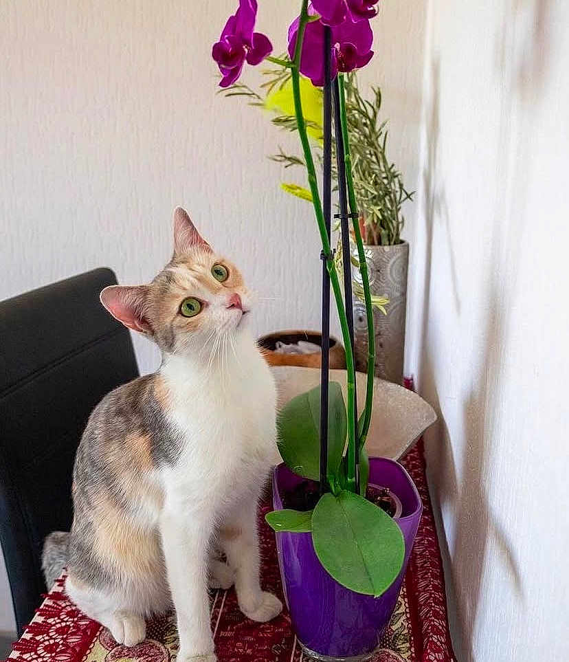 Mimi