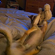 Juno joined the competition — help win amazing prizes! dog, bed, blanket, stuffed_toy, television, furniture, indoor, blur, motion, playful, animal, pet, living_room, wooden_drawer, curly_hair, woman, screen, couch, dim_light, home