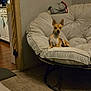 Juno is registered to the contest to win money with this photo: dog, papasan_chair, living_room, carpet, rug, foot, red_nail_polish, wall_photos, vintage_photos, cushion, beige, wood_floor, doorway, kitchen, household, interior, pet, small_dog, relaxing, casual