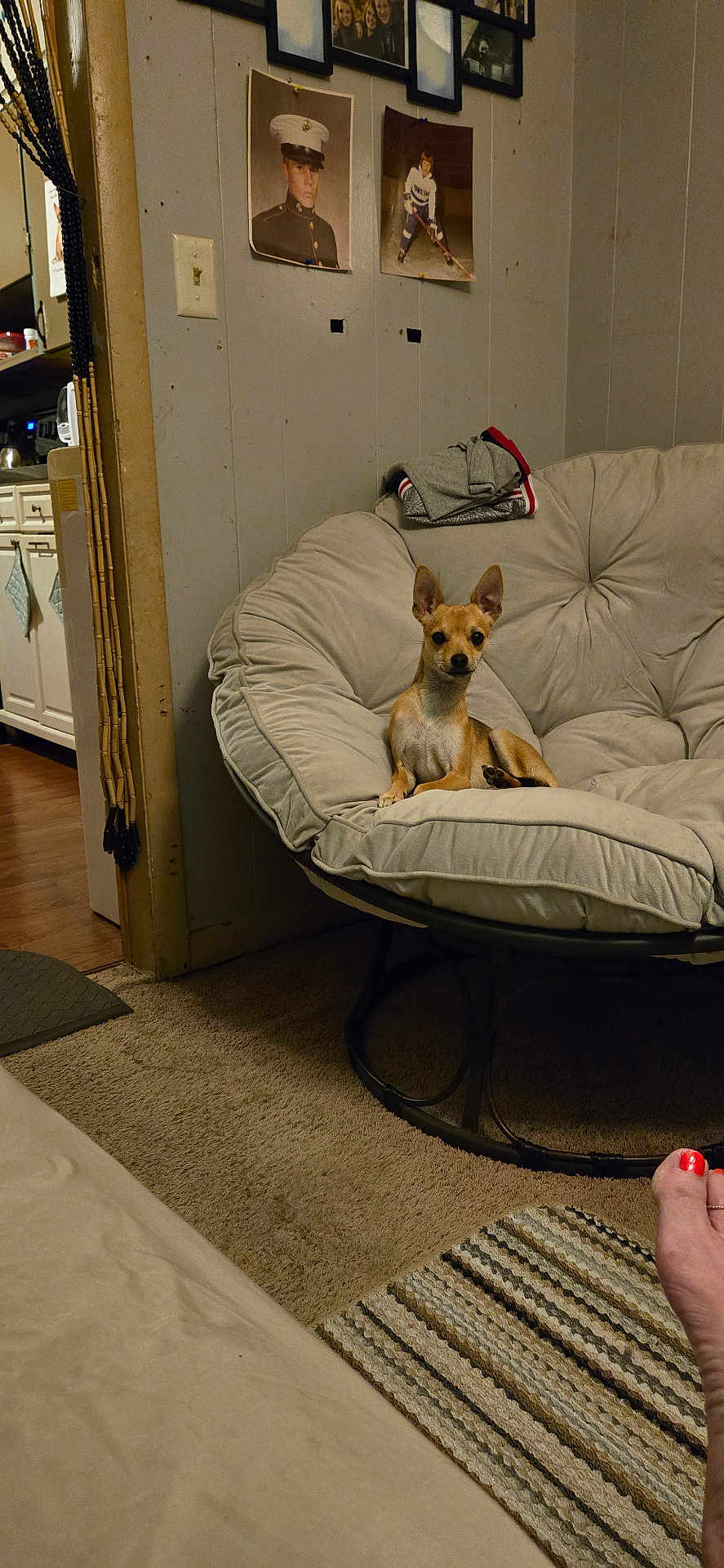 Juno is registered to the contest to win money with this photo: dog, papasan_chair, living_room, carpet, rug, foot, red_nail_polish, wall_photos, vintage_photos, cushion, beige, wood_floor, doorway, kitchen, household, interior, pet, small_dog, relaxing, casual