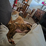 Sayko participe au concours pour gagner de l'argent avec cette photo : cat, dog, couch, blanket, living_room, sleeping, orange_cat, brindle_dog, wooden_chair, table, tablecloth, carpet, statue, painting, home_interior, relaxing, pet, furniture, cozy, domestic