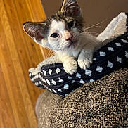 Destiney is registered to the contest to win money with this photo: animal, cat, closeup, cozy, curious, cushion, cute, domestic, ears, fur, furniture, indoor, kitten, pet, portrait, resting, sleepy, whiskers, wooden_wall, young