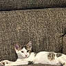 Destiney joined the competition — help win amazing prizes! animal, brown, cat, comfort, couch, cute, ears, face, feline, furniture, indoor, kitten, lying_down, paw, pet, relaxed, resting, stretching, texture, white