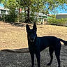 Luna is registered to the contest to win money with this photo: alert, animal, backyard, black_dog, canine, daytime, dirt, dog, ears_up, fence, grass, house, nature, outdoor, pet, shadow, sunlight, trees, watchful, yard