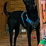 alert, animal, black_dog, blue_harness, bright, canine, colorful_object, curious, dog, domestic_animal, ears_up, floor_reflection, furniture, house, indoor, leash, pet, standing, wooden_floor, wooden_wall