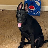 Luna is registered to the contest to win money with this photo: animal, beverage_pack, black_dog, brown_wall, canine, companion, dog, domestic_animal, ears_up, floor_tile, happy, household, indoor, looking_at_camera, pepsi_box, pet, sitting, tile_floor, tongue_out, young_dog