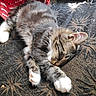 animal, basket, cat, couch, cozy, cute, domestic_cat, fur, furniture, indoor, patterned_couch, pet, relaxing, resting, sleeping, sunlight, tabby_cat, whiskers, white_paws, woven_basket
