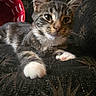 animal, cat, closeup, couch, curious, cute, feline, fur, home, indoor, kitten, mammal, pet, relaxed, resting, soft, tabby, whiskers, white_paws, young_cat
