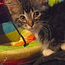 animal, cat, closeup, colorful_blanket, cozy, curious, cute, domestic, ears, face, feline, fur, indoor, kitten, paws, pet, soft, striped, whiskers, young_cat