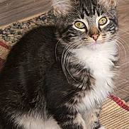 Abel joined the competition — help win amazing prizes! kitten, cat, feline, pet, animal, fur, whiskers, ears, yellow_eyes, sitting, cute, domestic_cat, indoor, floor, rug, paws, young_cat, striped, tabby, fluffy