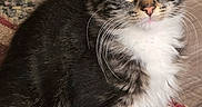 Abel joined the competition — help win amazing prizes! animal, cat, cute, domestic_cat, ears, feline, floor, fluffy, fur, indoor, kitten, paws, pet, rug, sitting, striped, tabby, whiskers, yellow_eyes, young_cat