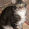 animal, cat, cute, domestic_cat, ears, feline, floor, fluffy, fur, indoor, kitten, paws, pet, rug, sitting, striped, tabby, whiskers, yellow_eyes, young_cat