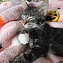 Abel is registered to the contest to win money with this photo: kitten, cat, sleeping, blanket, pink, soft, fur, whiskers, paw, cute, domestic_animal, pet, cozy, resting, indoors, pattern, halloween, decor, young_cat, relaxed