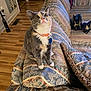 Padme is registered to the contest to win money with this photo: bell, cat, collar, couch, cozy, curious, domestic_animal, ears, feline, furniture, home, indoor, living_room, looking_up, patterned_fabric, paws, pet, sitting, whiskers, wooden_floor