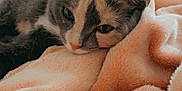 Padme is registered to the contest to win money with this photo: animal, bedroom, blanket, cat, comfort, cozy, cute, ears, fabric, face, feline, fur, hanger, indoor, pet, plaid, relaxation, resting, sleepy, soft