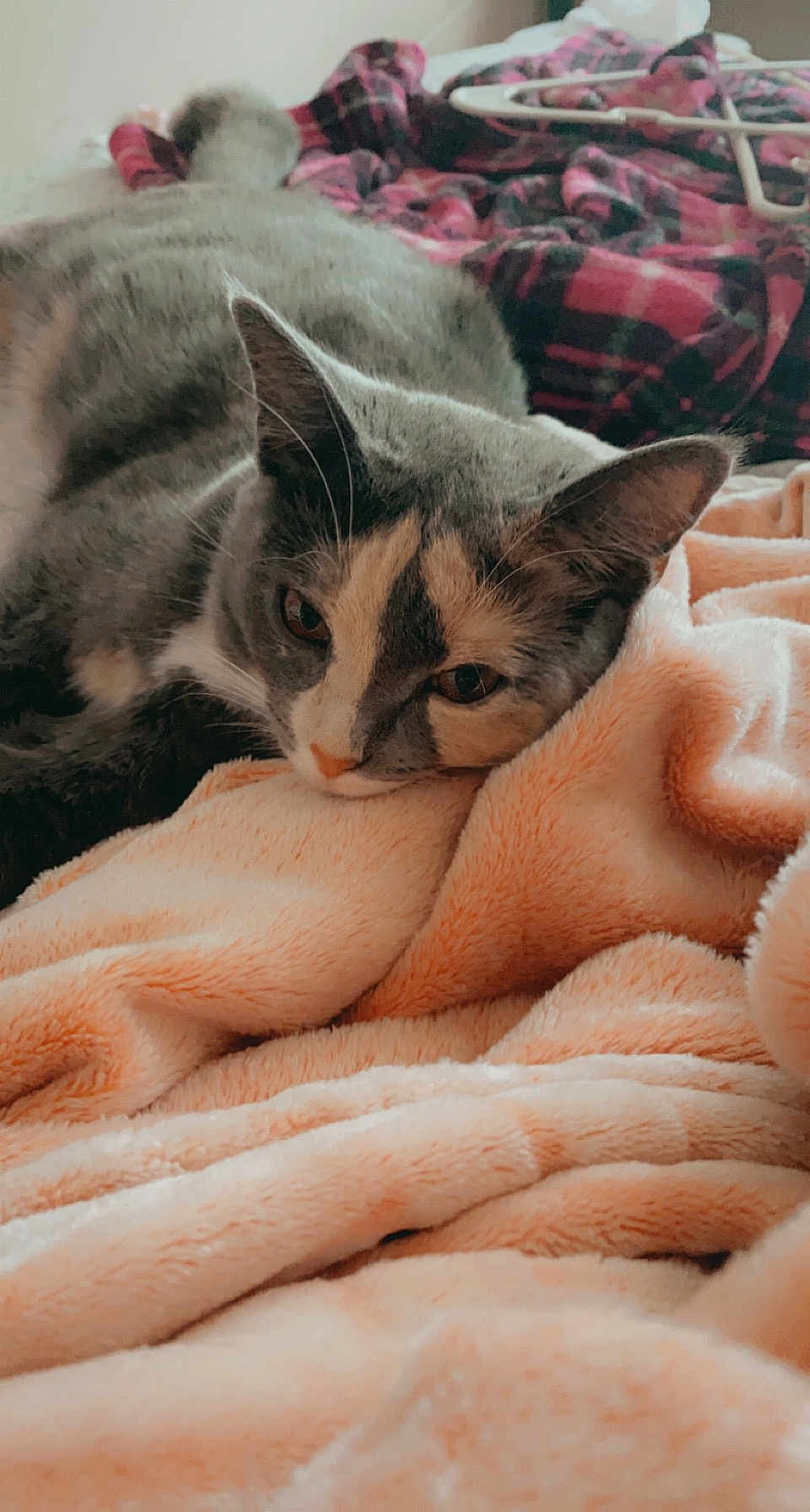 Padme