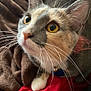Padme is registered to the contest to win money with this photo: amber_eyes, animal, blanket, brown, cat, close_up, collar, cozy, curious, cute, feline, fur, indoor, looking_up, paw, pet, portrait, red, soft, whiskers