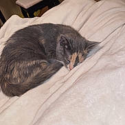 Padme joined the competition — help win amazing prizes! animal, blanket, calm, cat, comfort, cozy, domestic, feline, fur, home, indoor, pet, quiet, relaxation, resting, sleeping, small_furniture, soft, stool, warm