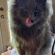 Smokie joined the competition — help win amazing prizes! cat, gray_cat, fluffy, long_hair, tongue_out, close_up, pet, animal, whiskers, ears, green_eyes, indoor, window, sunlight, table, home, portrait, funny, dog, background