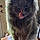 Smokie