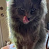 cat, gray_cat, fluffy, long_hair, tongue_out, close_up, pet, animal, whiskers, ears, green_eyes, indoor, window, sunlight, table, home, portrait, funny, dog, background