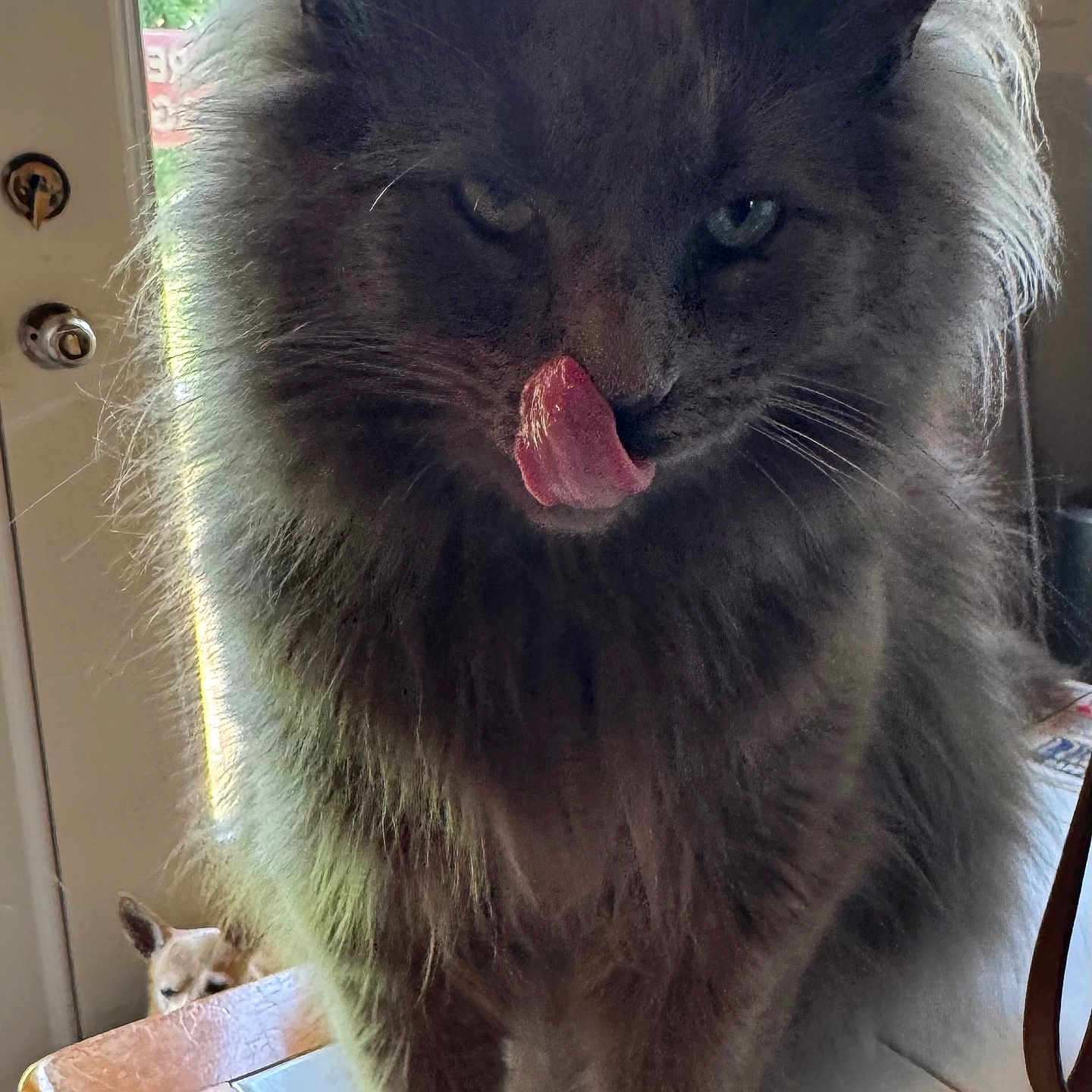 Smokie