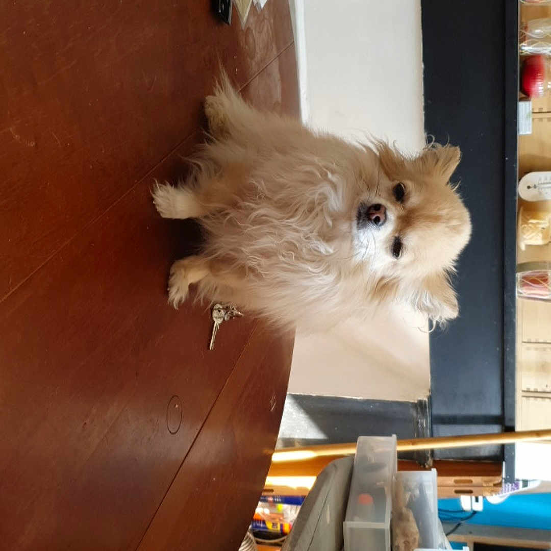 Koko