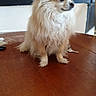 Koko a rejoint le concours — aidez-le/la à gagner de superbes lots ! canidae, carnivore, companion_dog, dog, dog_breed, fawn, flooring, german_spitz, german_spitz_klein, german_spitz_mittel, indian_spitz, mammal, pomeranian, puppy, rare_breed_dog, spitz, toy_dog, vertebrate, volpino_italiano, whiskers