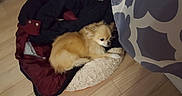 Koko a rejoint le concours — aidez-le/la à gagner de superbes lots ! canidae, carnivore, companion_dog, dog, dog_breed, fawn, fur, german_spitz, german_spitz_klein, german_spitz_mittel, mammal, non_sporting_group, pomeranian, puppy, snout, spitz, sporting_group, tibetan_spaniel, toy_dog, vertebrate