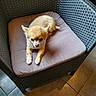 Koko participe au concours pour gagner de l'argent avec cette photo : canidae, carnivore, chihuahua, comfort, companion_dog, dog, dog_bed, dog_breed, fawn, puppy, toy_dog