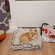 Koko a rejoint le concours — aidez-le/la à gagner de superbes lots ! beige, canidae, carnivore, companion_dog, dog, dog_breed, fawn, floor, flooring, furniture, hardwood, interior_design, non_sporting_group, pomeranian, puppy, room, spitz, toy_dog, wood, wood_flooring