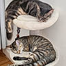 brown_cat, cat_tree, cats, cozy, curled_up, ears, feline, fur, gray_cat, home, indoors, pets, relaxed, resting, scratching_post, sleeping, tabby, two_cats, whiskers, wooden_floor
