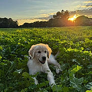 Percy a rejoint le concours — aidez-le/la à gagner de superbes lots ! golden_retriever, puppy, dog, grass, field, sunset, sunlight, nature, outdoor, greenery, trees, leash, happy, animal, cute, pet, canine, young, playful, sun