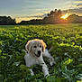 golden_retriever, puppy, dog, grass, field, sunset, sunlight, nature, outdoor, greenery, trees, leash, happy, animal, cute, pet, canine, young, playful, sun