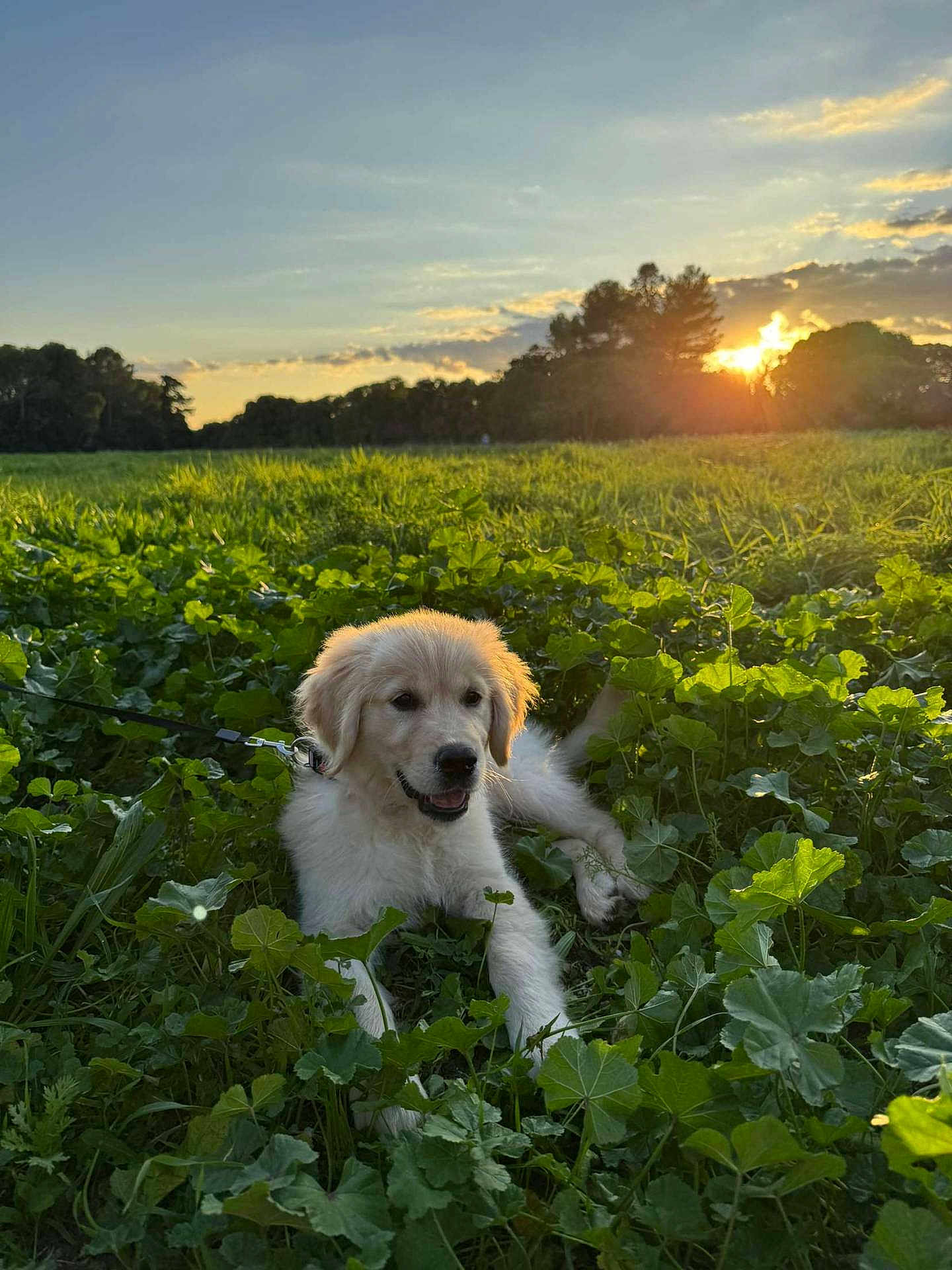 Percy a rejoint le concours — aidez-le/la à gagner de superbes lots ! golden_retriever, puppy, dog, grass, field, sunset, sunlight, nature, outdoor, greenery, trees, leash, happy, animal, cute, pet, canine, young, playful, sun